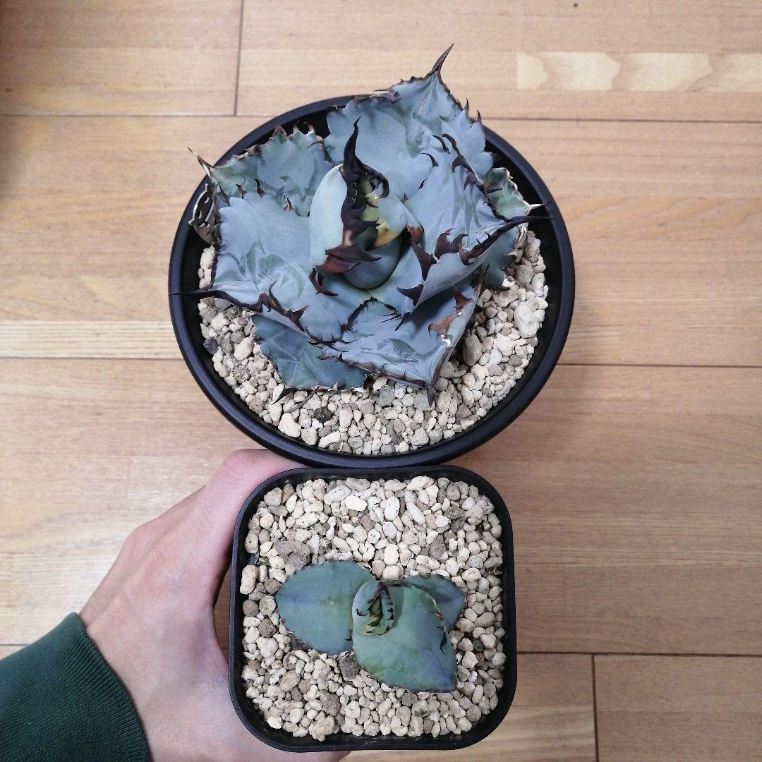 【コッペパンさん専用】アガベチタノタ　ビースト