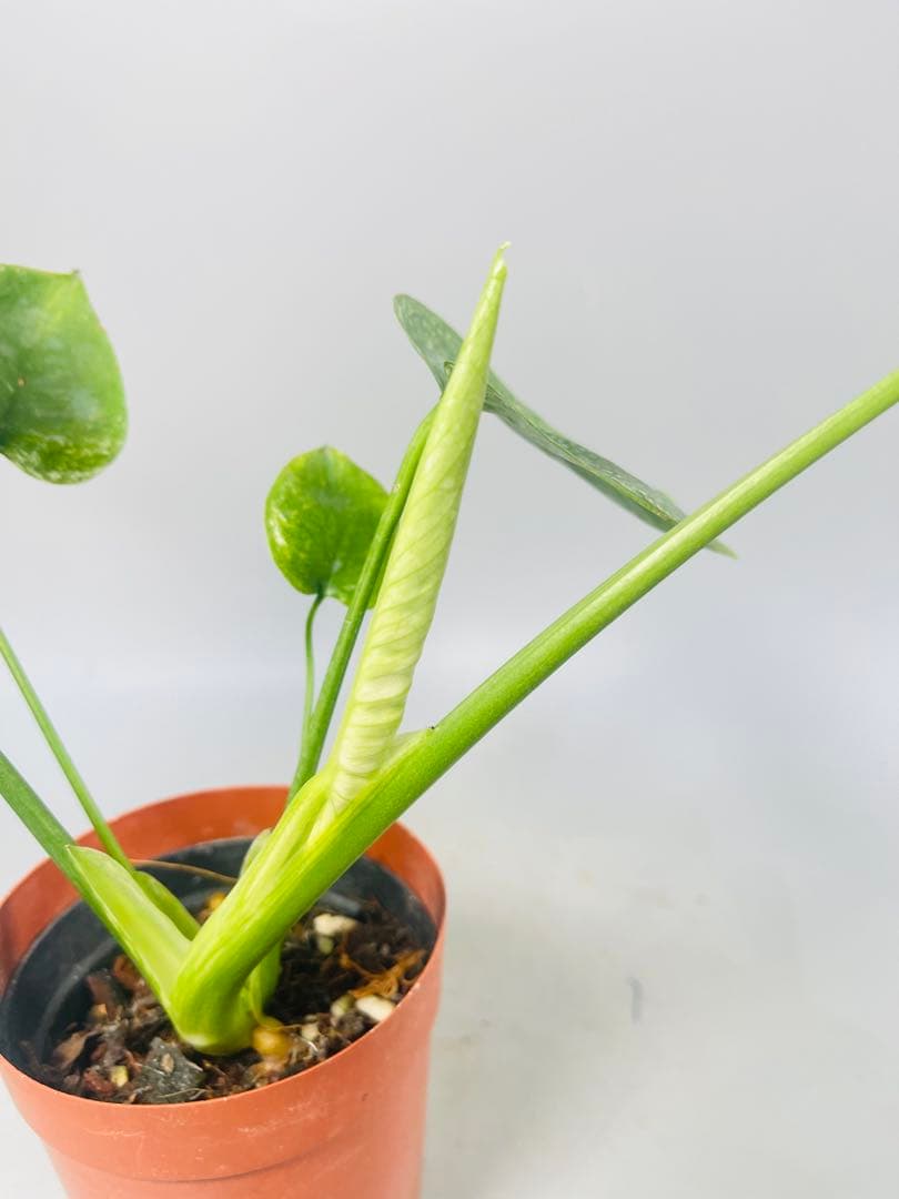 トシ　Lemon Lime ＊Mint Siam