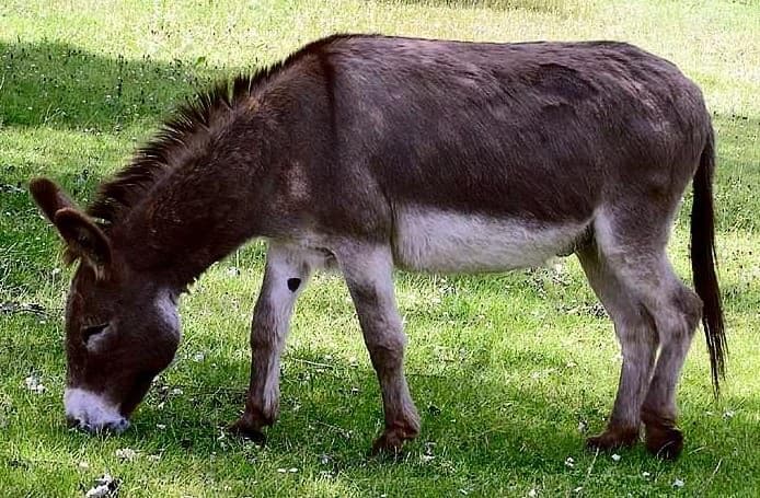 高品質！ ロバ（Donkey）頭骨　♂