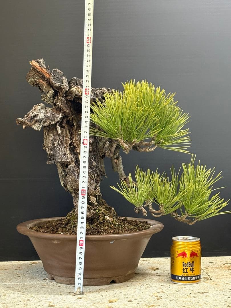 m*ひ様 [お願いします❗️サービス盆栽]錦松//黒松/真柏