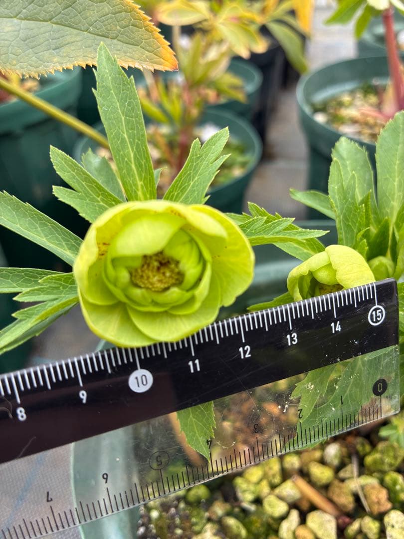 クリスマスローズ　小輪グリーンオーレア　微スポット　６寸