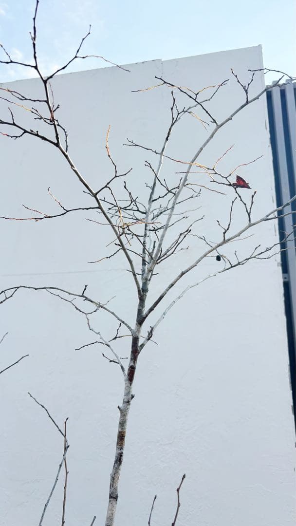 希少。美斑紋 山採りナツハゼ2.0M(鉢底から)