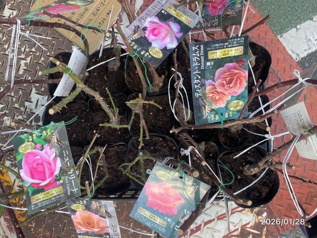 四季咲き　バラ　15株