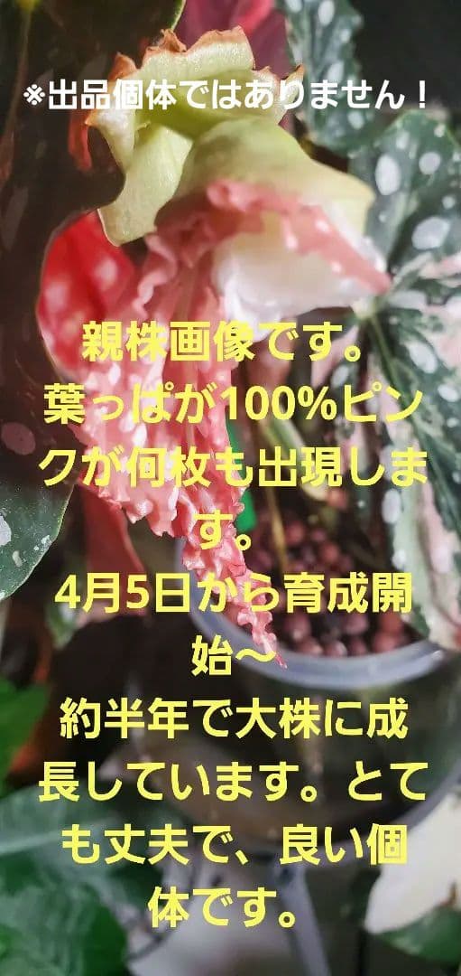 ハ*ん様 値下げしました。ベゴニア・マクラータ斑入り株の出品です。