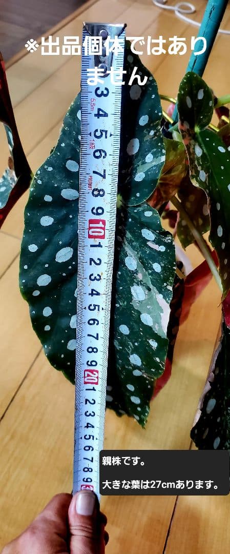 ハ*ん様 値下げしました。ベゴニア・マクラータ斑入り株の出品です。