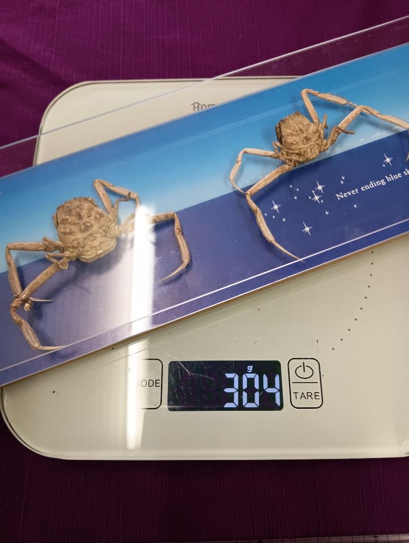 平家怨霊サムライ人面蟹稀少レアリアル立体リアル標本横幅３０Ｘ縦１０センチ置物