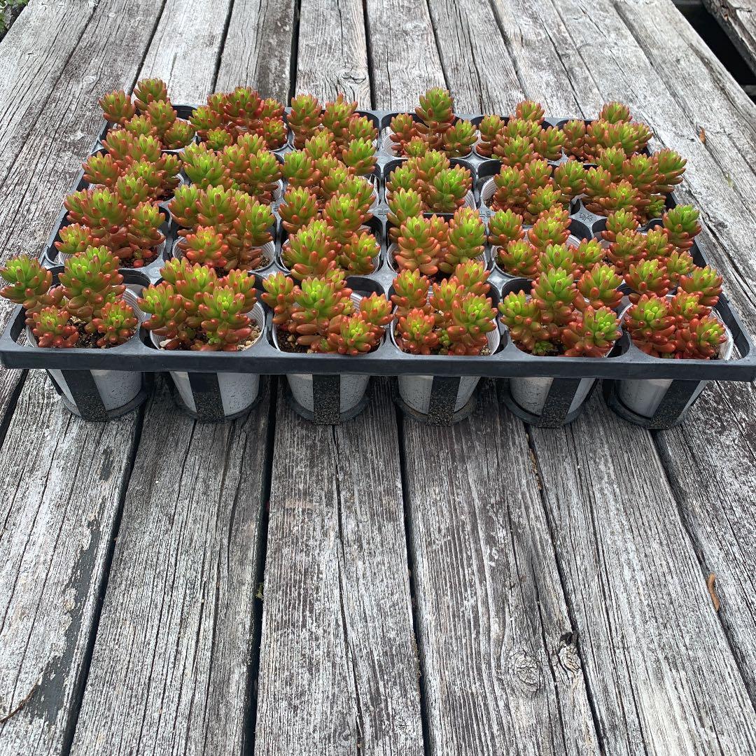 ニジノタマ　虹の玉　多肉植物　セダム