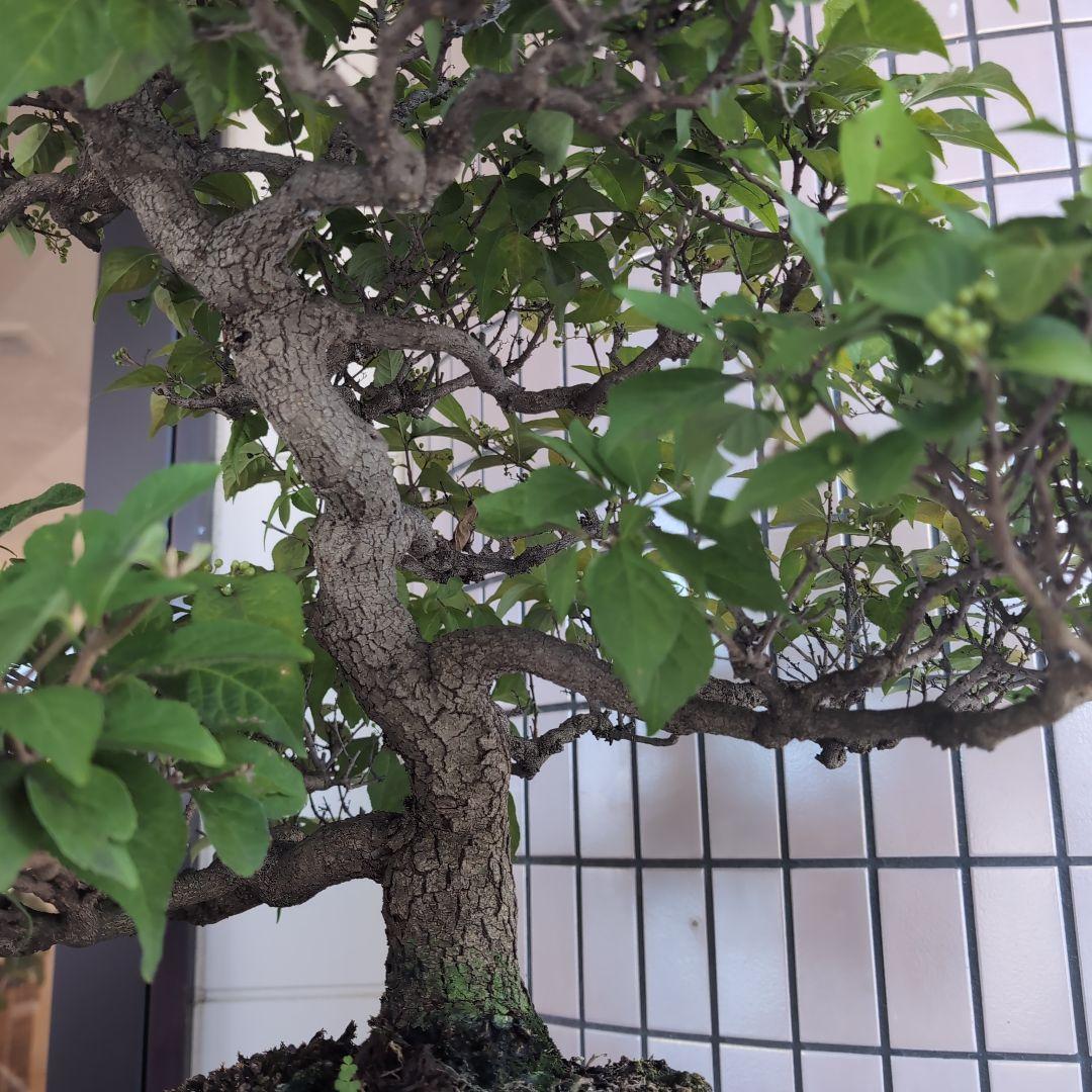 りょう 盆栽 紫式部 実沢山