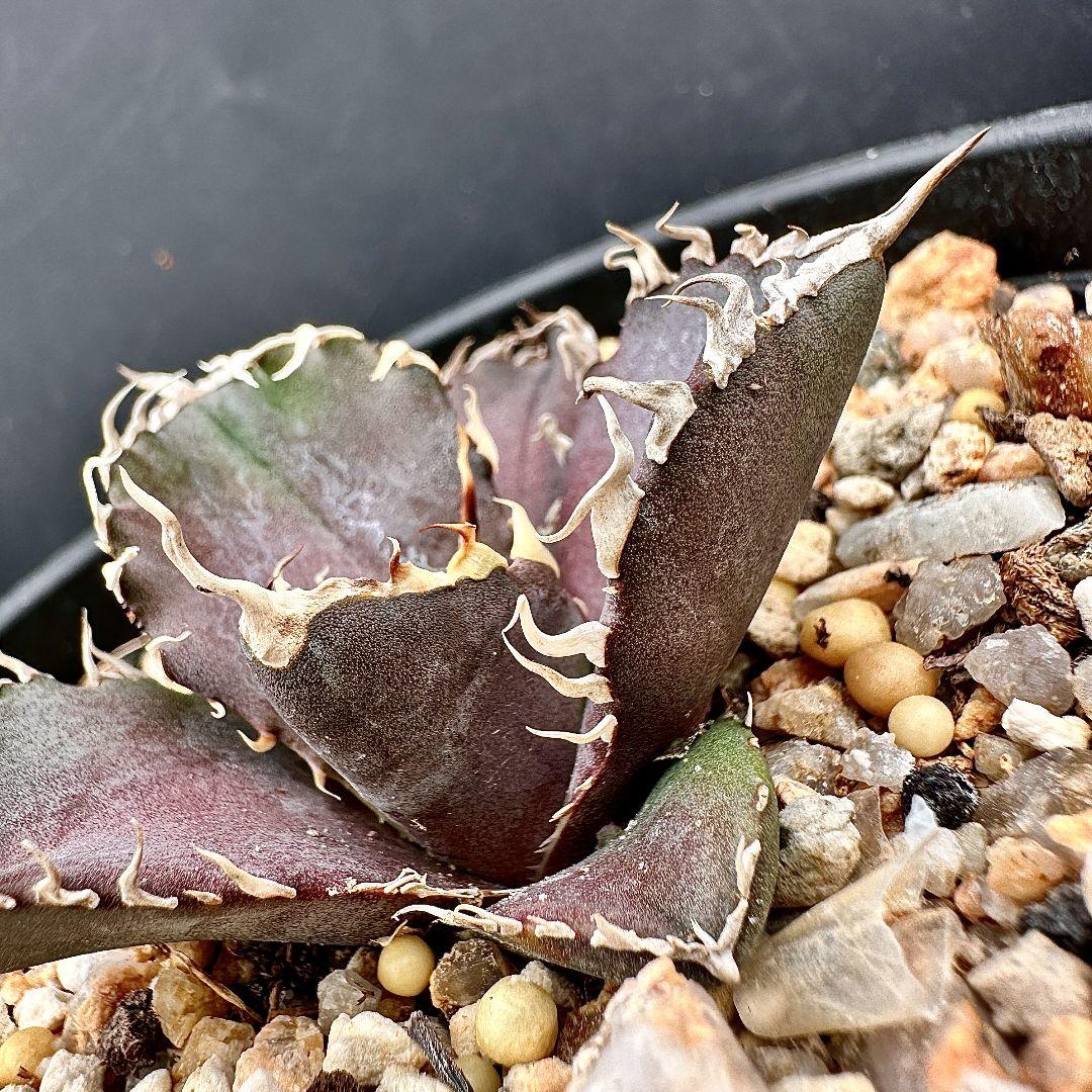 W13 超特選 アガベ チタノタ 『緋紅牡丹』 最も特殊な品種 極上子株1株