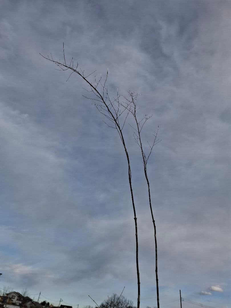 アオダモ　山彩り　ーーアオハダ、モミジ、カエデーー