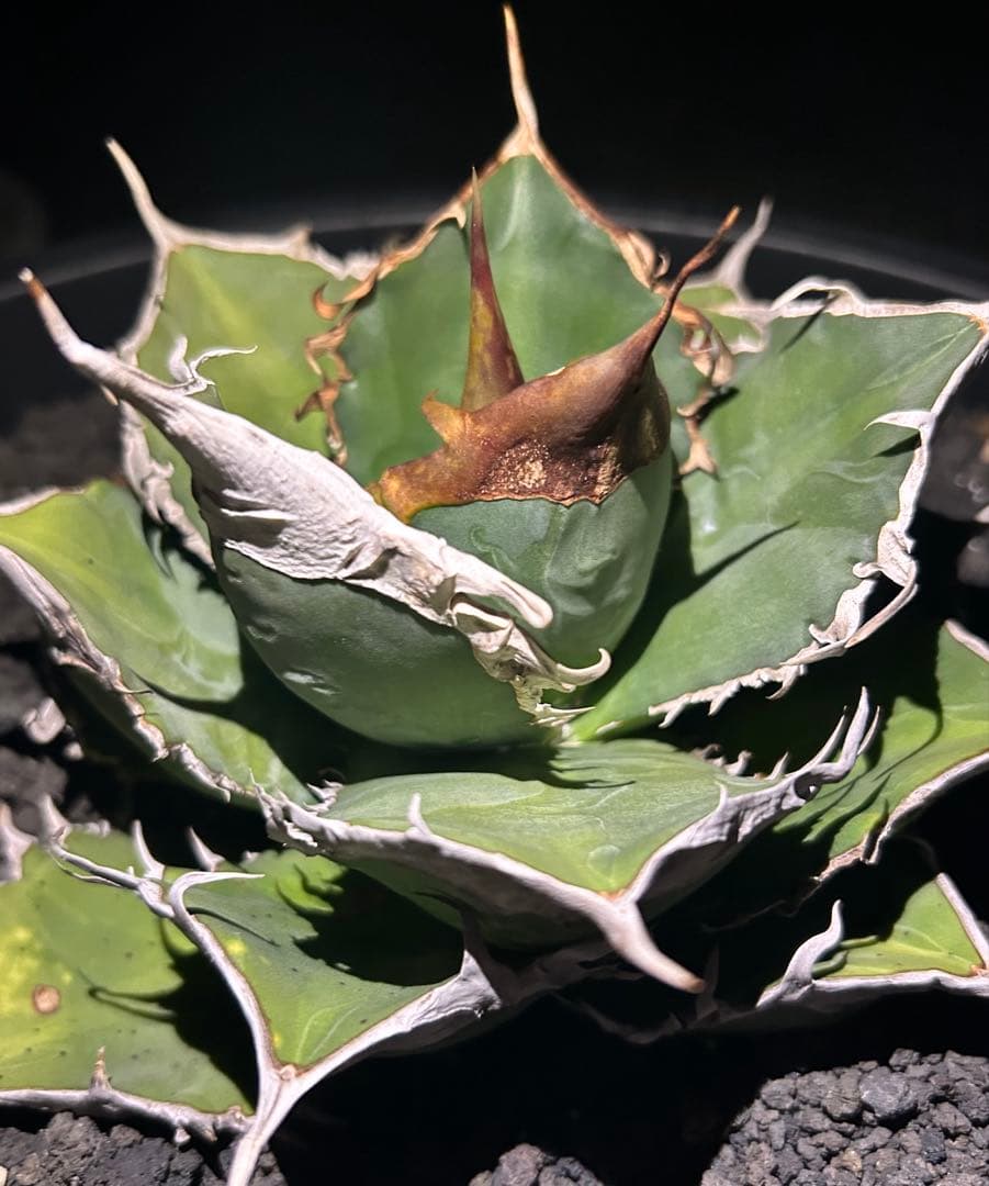 F*物様 親株出品アガベ オテロイ ドロドロ鋸歯 極厚バンド special(o