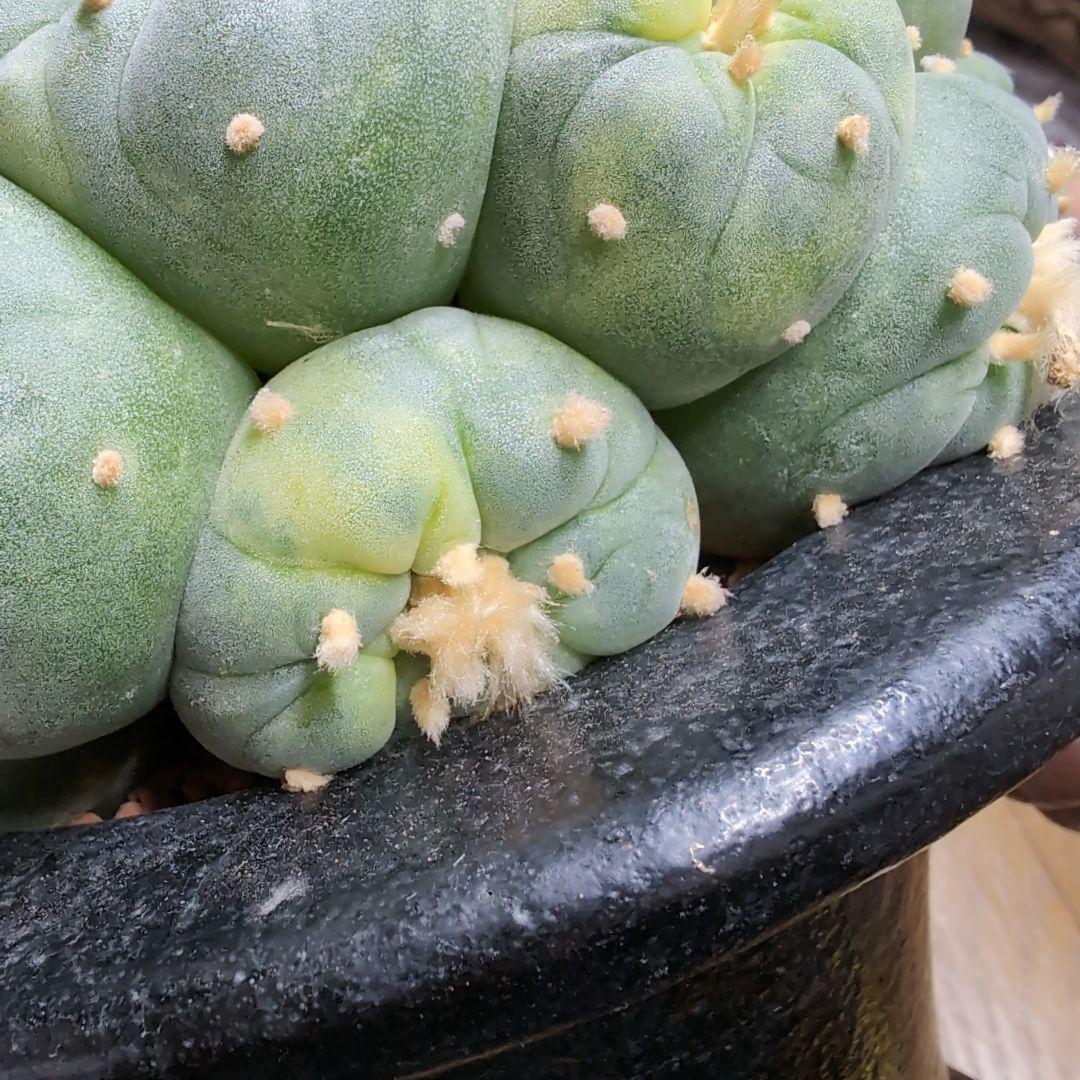 はたく　谷田貝　赤花銀冠玉錦　かき仔2個