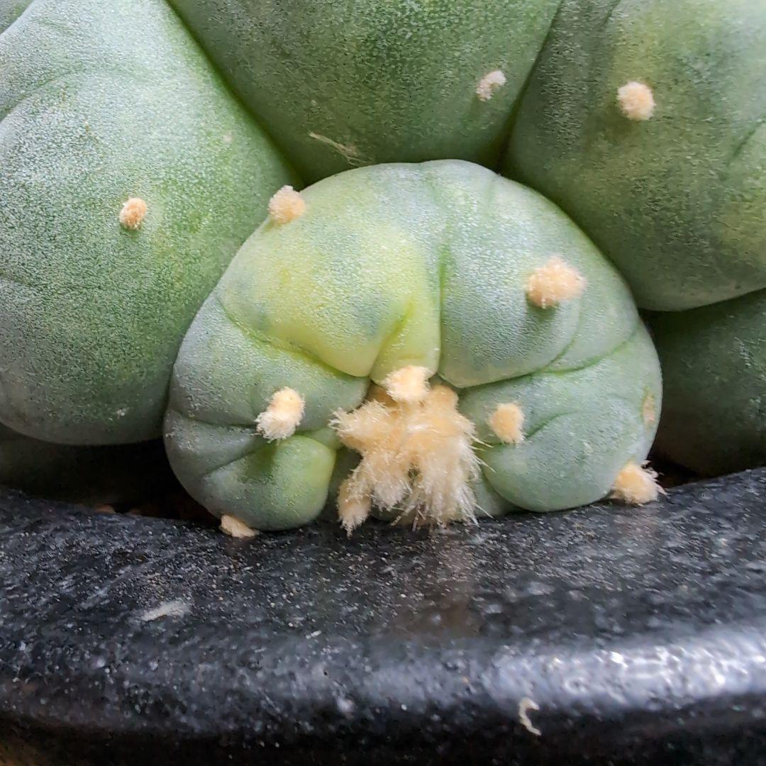 はたく　谷田貝　赤花銀冠玉錦　かき仔2個