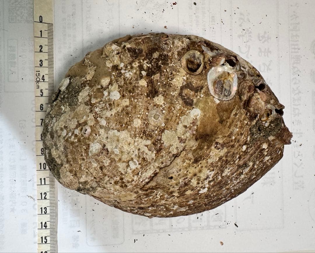 あわび　貝殻　約19×13㎝