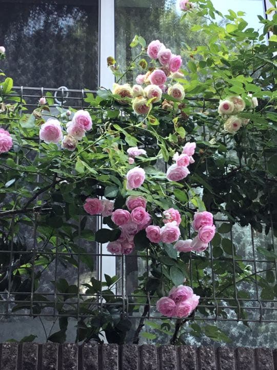 ♡M 様ご確認用です♡