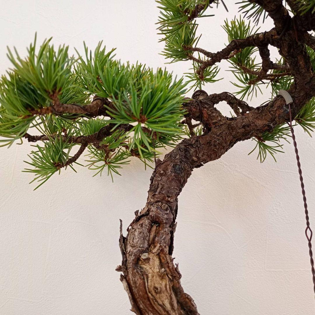 五葉松　樹高鉢底から　約45cm