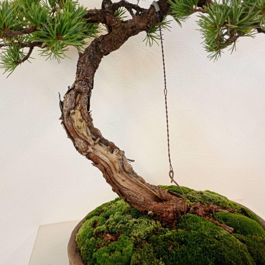 五葉松　樹高鉢底から　約45cm