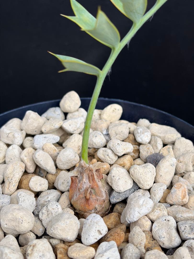 【南ア産・発根済】エンセファラルトス・ホリダス 約2cm｜No4-7