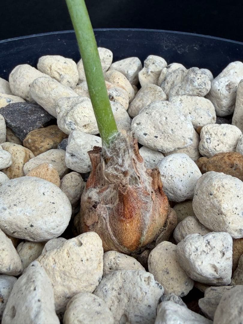 【南ア産・発根済】エンセファラルトス・ホリダス 約2cm｜No4-7