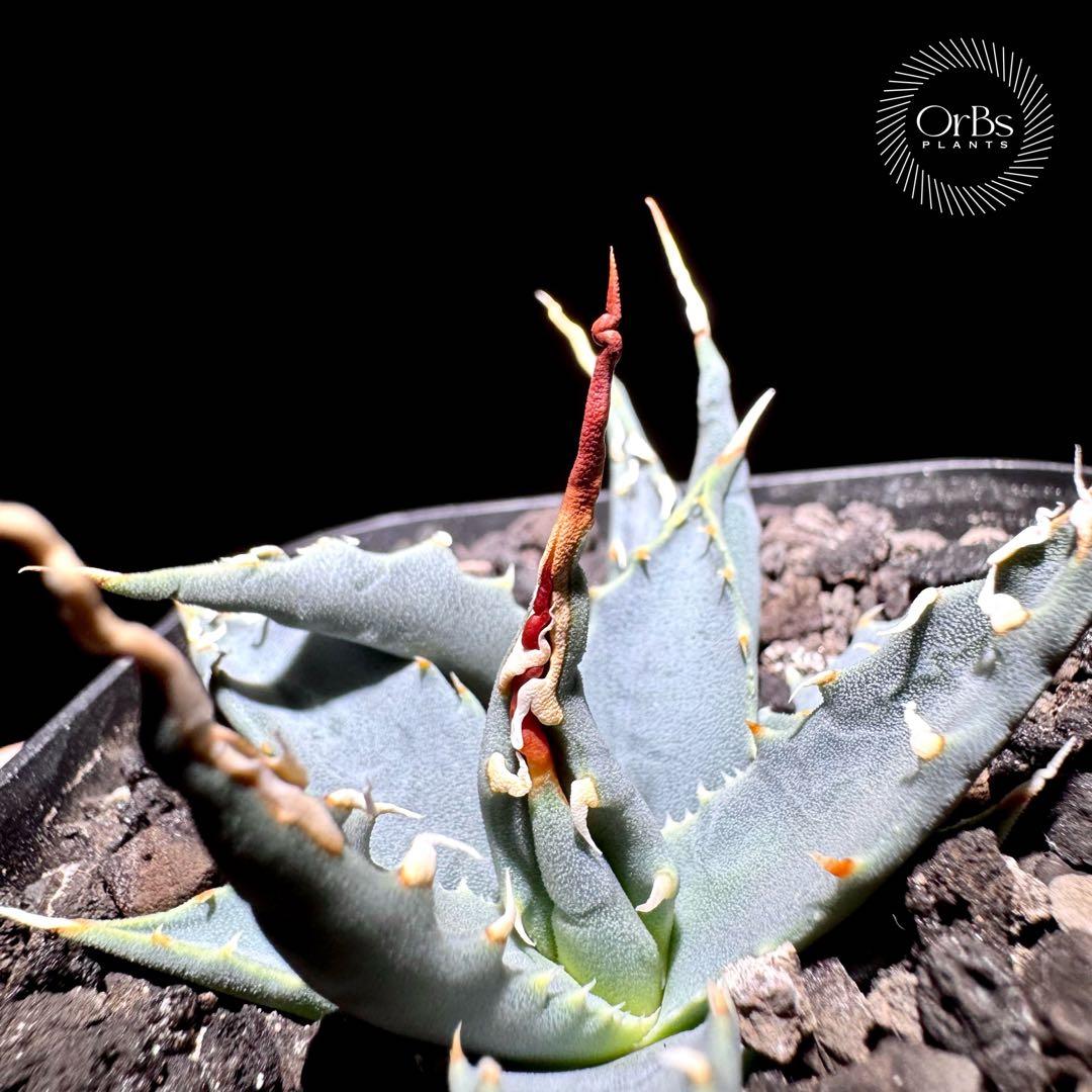 【実生】アガベ ユタエンシス エボリスピナ コークスクリュー ダブルヘッド 陽炎