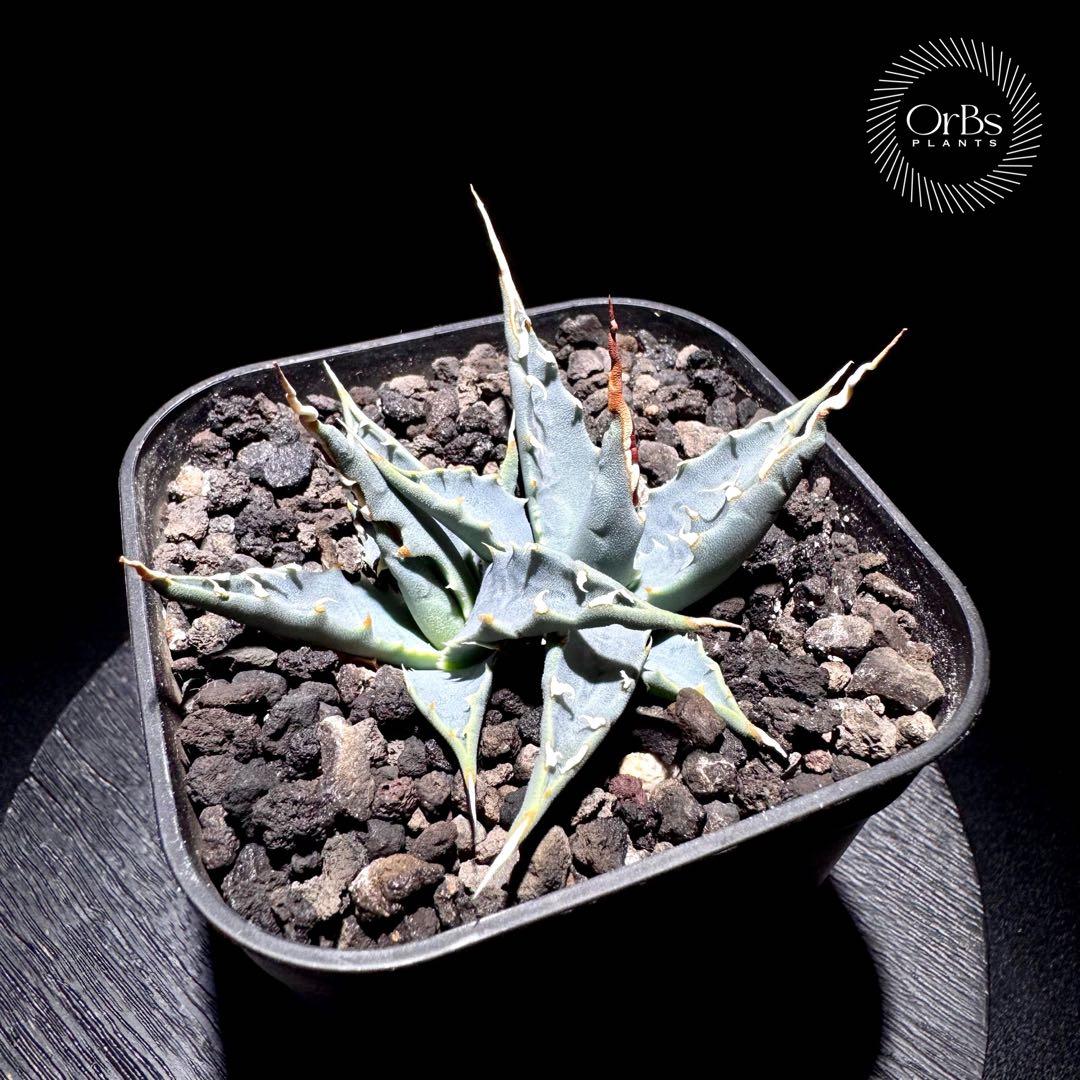 【実生】アガベ ユタエンシス エボリスピナ コークスクリュー ダブルヘッド 陽炎