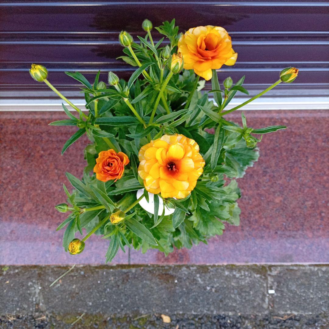 希少品種ラナンキュラスラックス ポスポロス 鉢花5号　55ｃｍ　現物発送