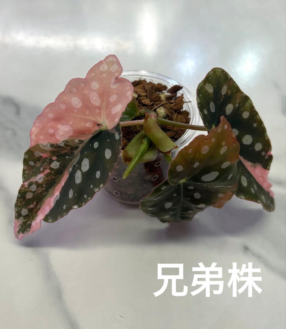 【希少】 ベゴニア　マクラータ　斑入り　ピンク