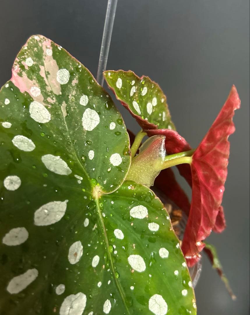 【希少】 ベゴニア　マクラータ　斑入り　ピンク