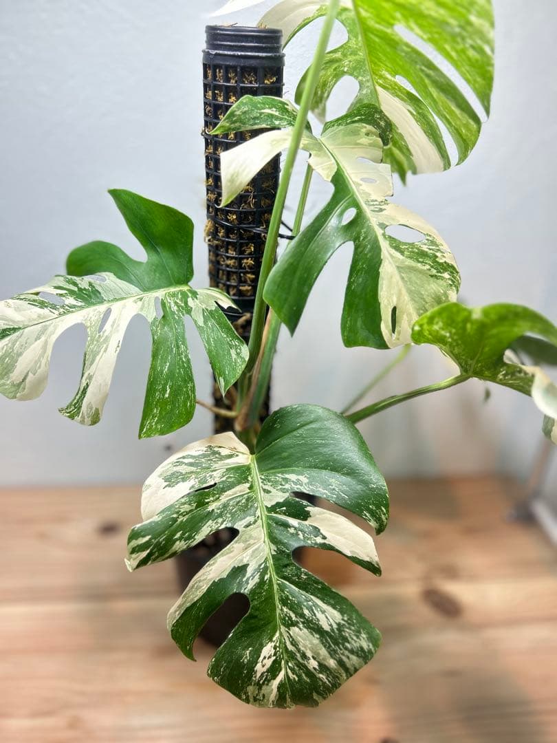 【極美】希少斑入り モンステラ・ボルシギアナ・アルボ 現物出品 大株 美斑あり