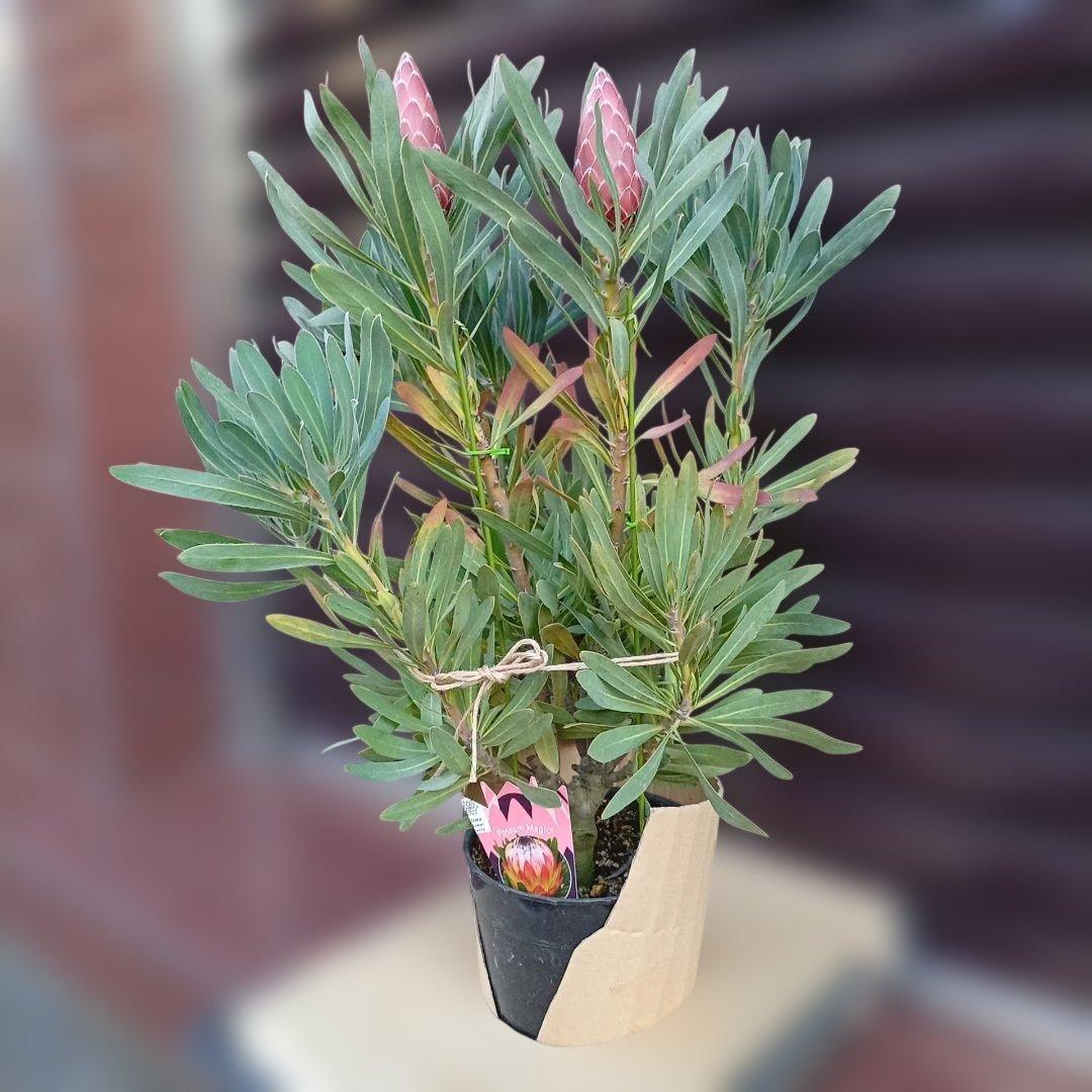 プロテア　ポッサムマジック　7号高さ85ｃｍ　幹太　花蕾2輪