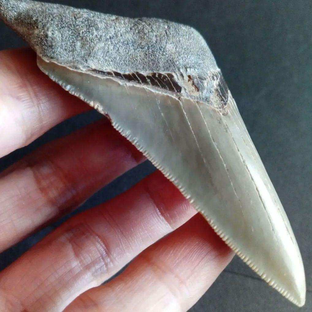 サメの歯　USA　メガロドン　歯化石　特大　美麗　ノースカロライナ産　91mm