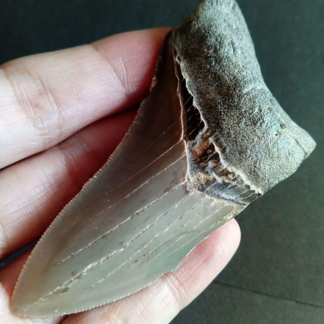 サメの歯　USA　メガロドン　歯化石　特大　美麗　ノースカロライナ産　91mm