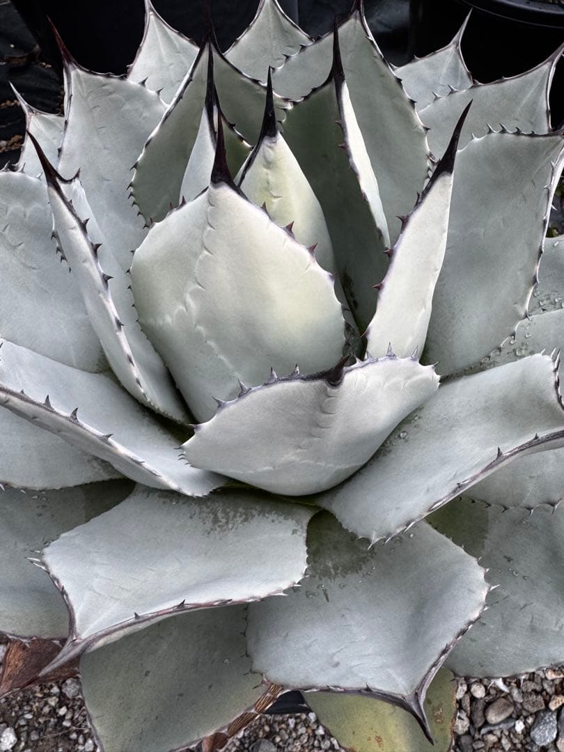 アガベ　パリー　吉祥天　大株