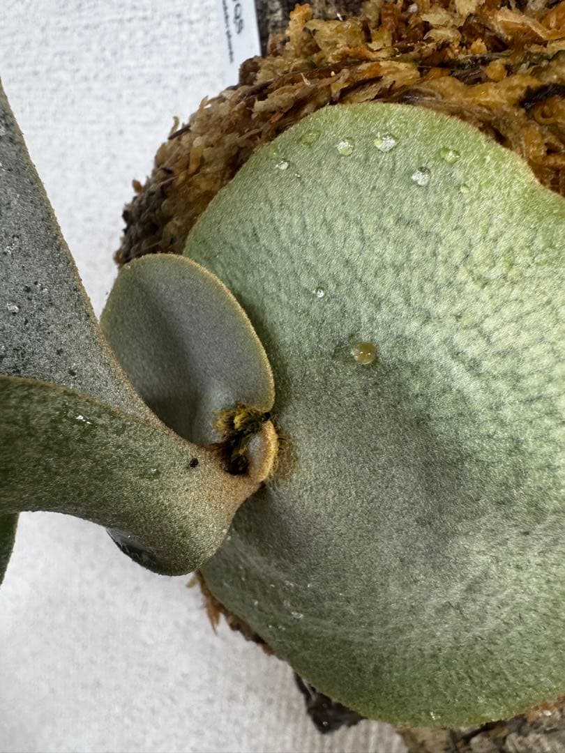 P. FWSQ FW ビカクシダ　OC株　株分　コルク 長期養生株