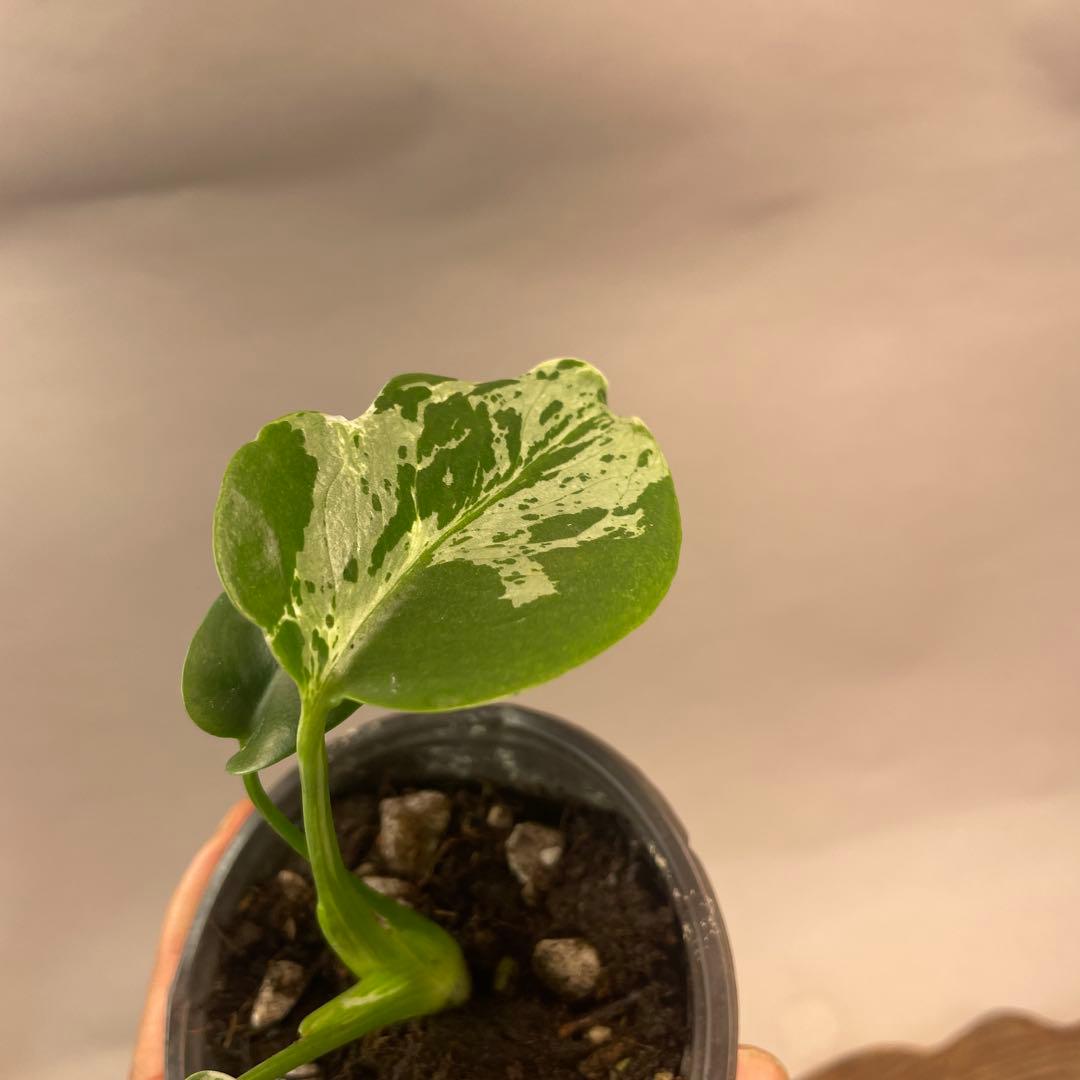 六*ん様 a31品種保証！斑入り保証！Bulbasaurモンステラ バルバソー