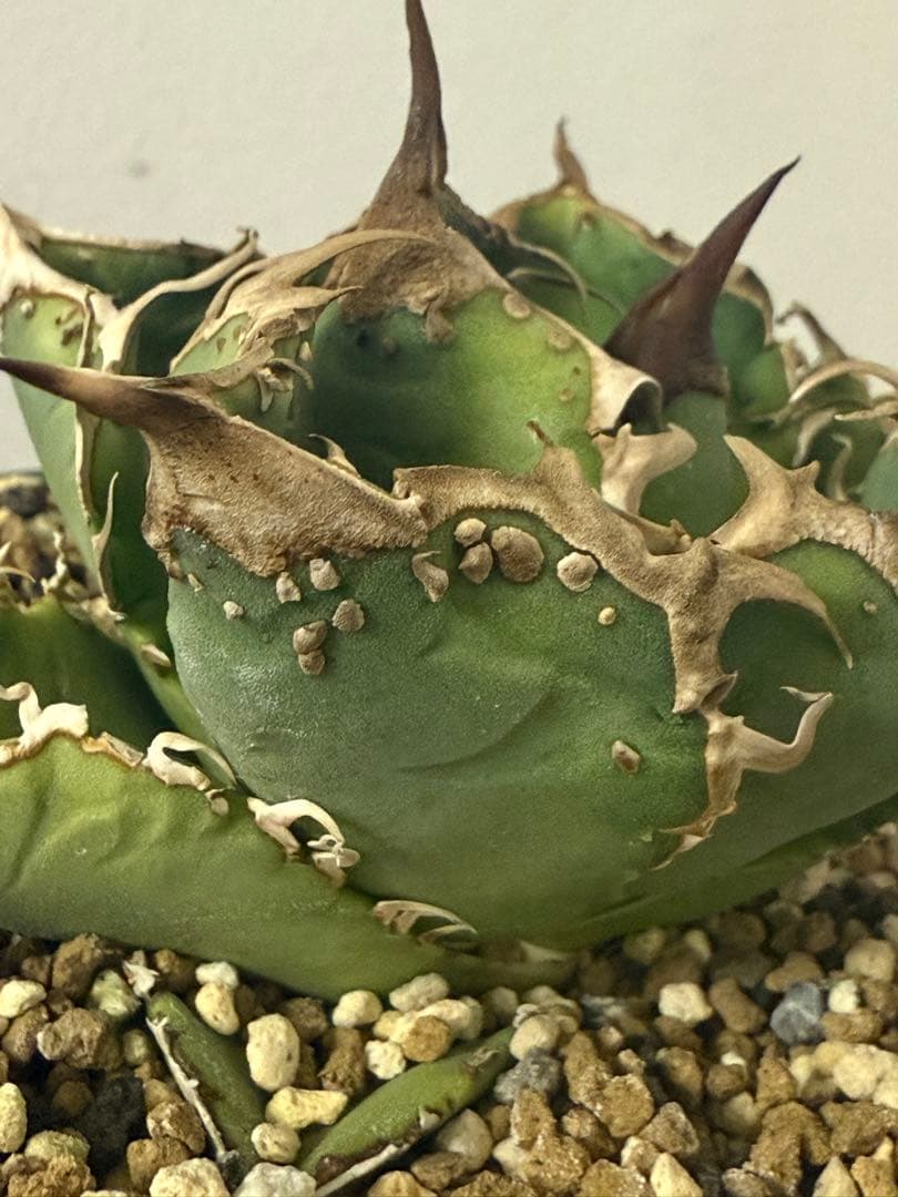 アガベ Mesmerizing Spines-NB ブツブツ 毒刺（親株）