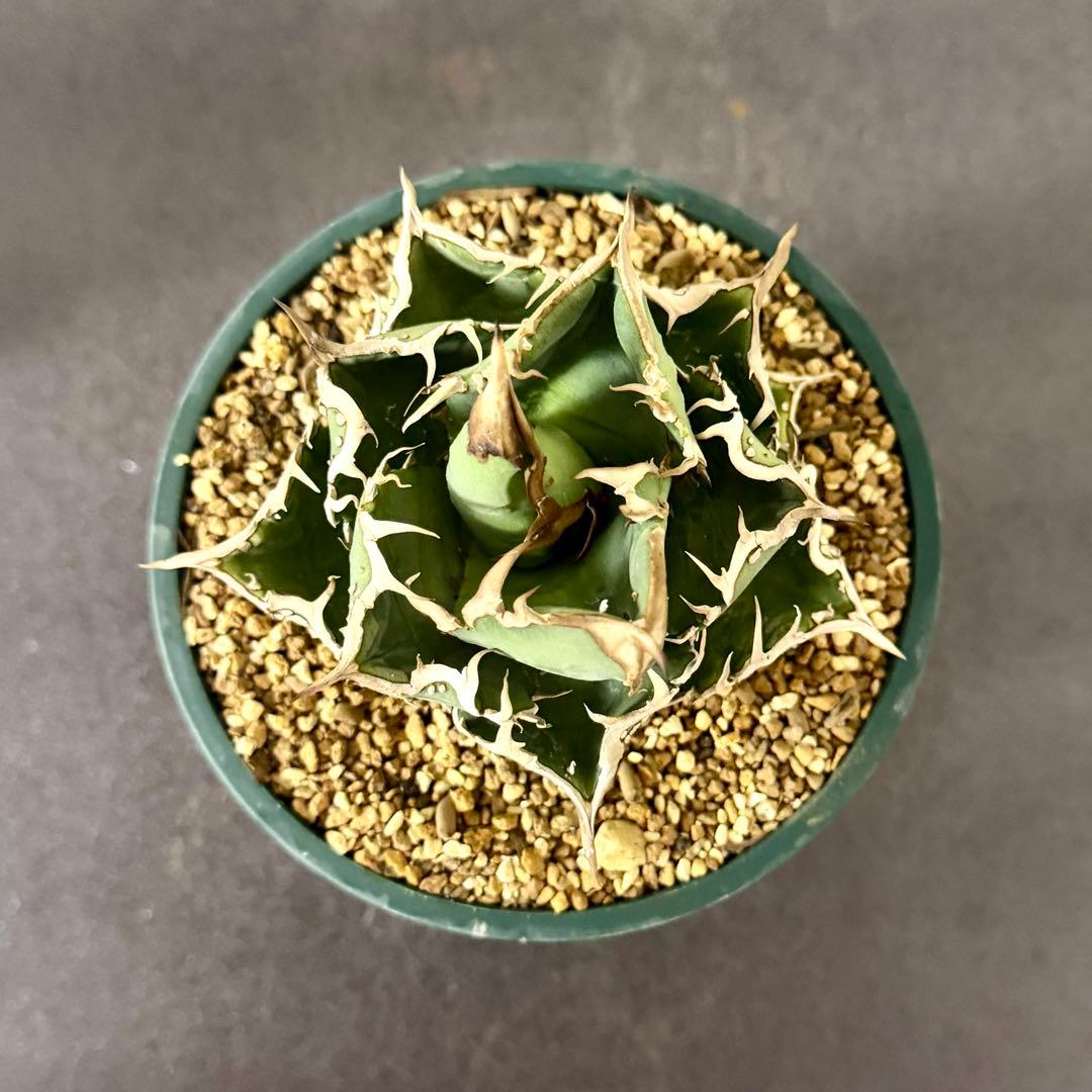 アガベ Mesmerizing Spines-NB ブツブツ 毒刺（親株）