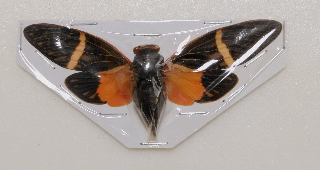 セミ8点セット2