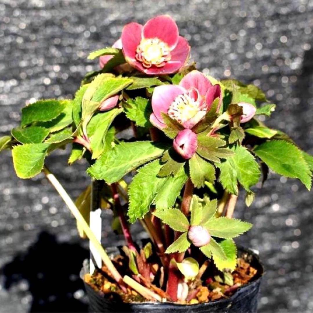 r*o様 3490☘️蕾花付き☘️極上☘️⭐️小輪⭐️ ハートSD⭐️オーレア⭐