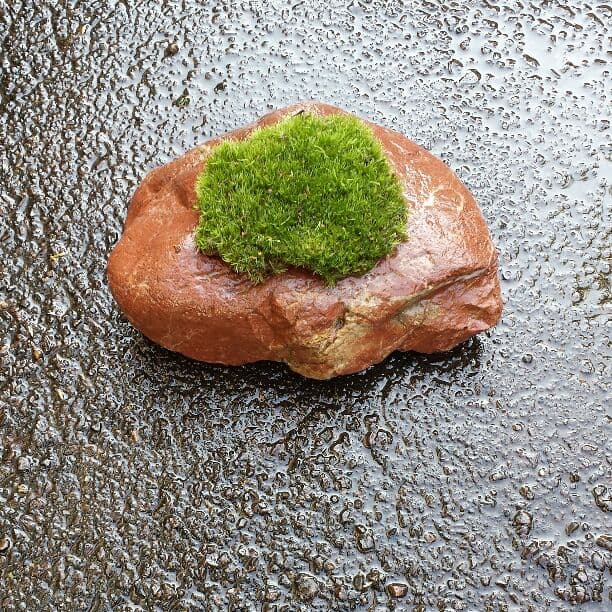 盆栽こけ石付き❗