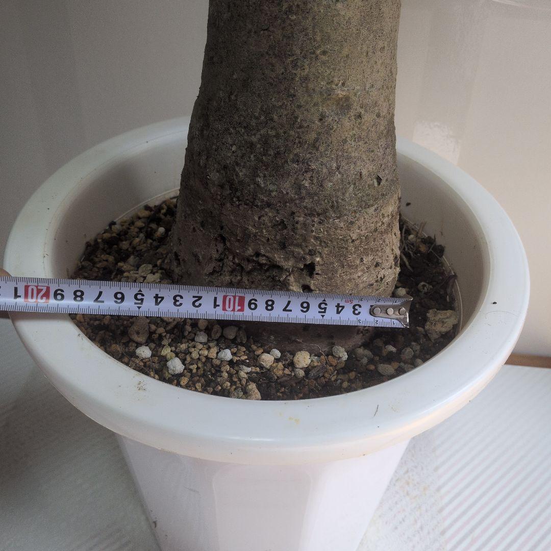 パキラ 大型。観葉植物。鉢ごと無料で発送致します。 。