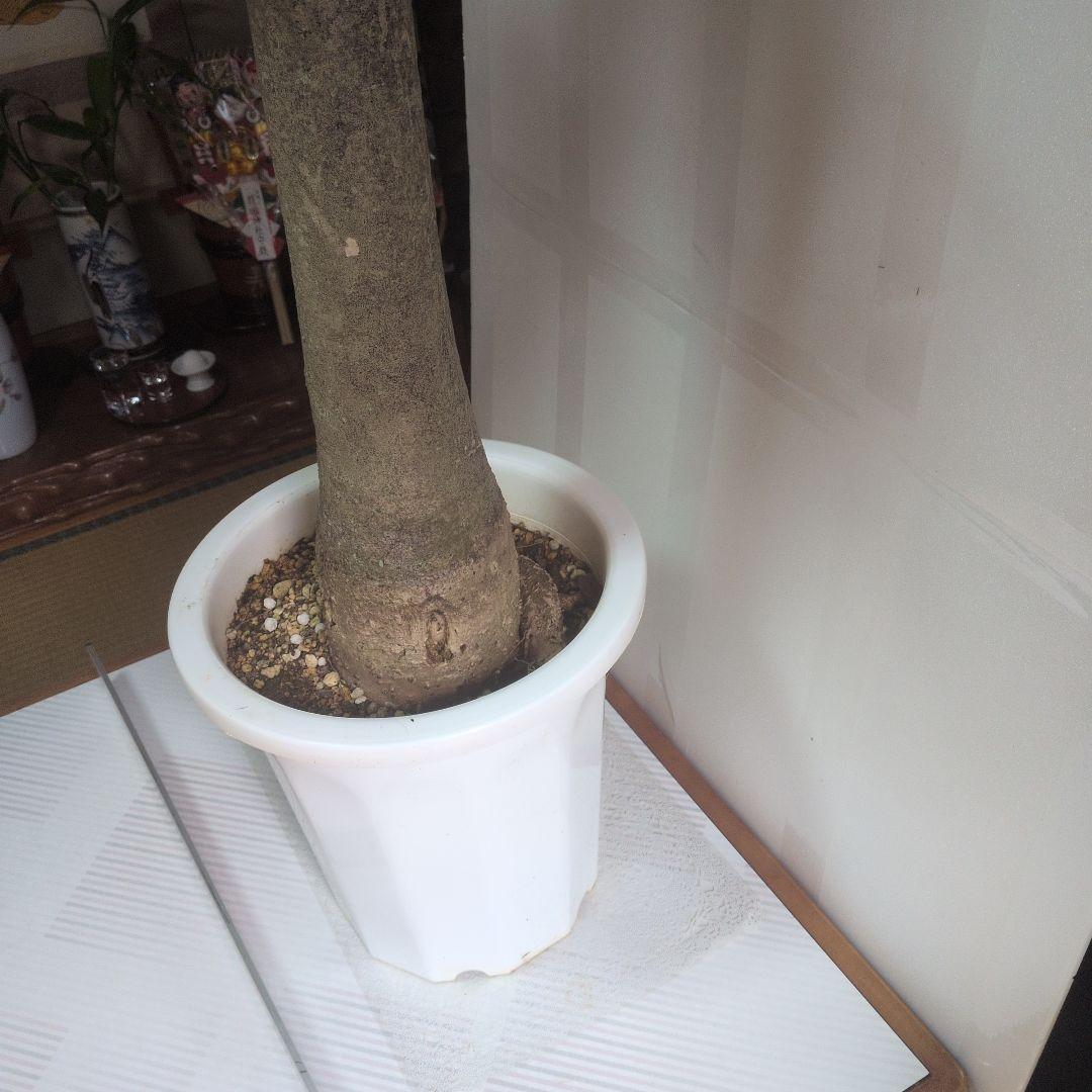 パキラ 大型。観葉植物。鉢ごと無料で発送致します。 。