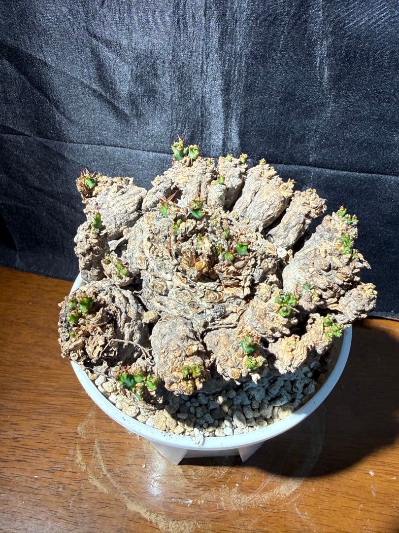 ②発根済み　ユーフォルビア　クラビゲラ