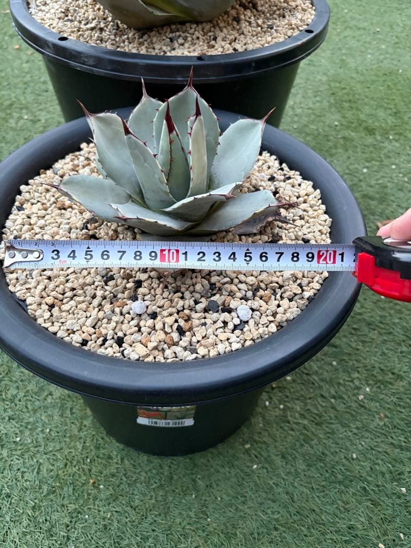 アガベ　パリー　吉祥天　純血　ホーチエンシス