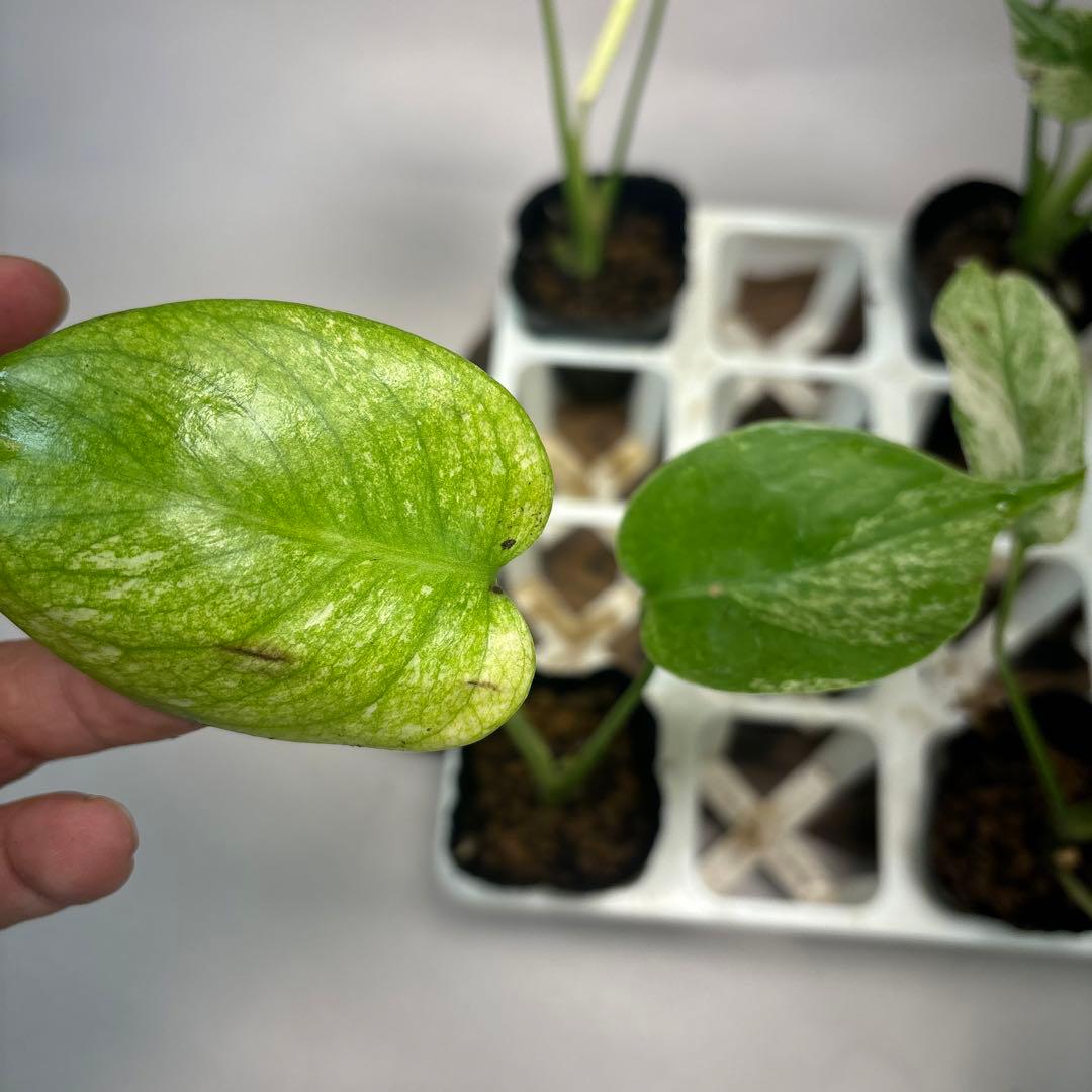 S*a様 5株セットms126ホワイトモンスター／天津蘭 モンステラ斑入り