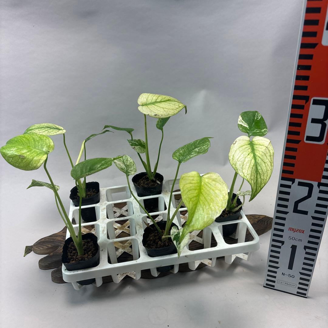 S*a様 5株セットms126ホワイトモンスター／天津蘭 モンステラ斑入り