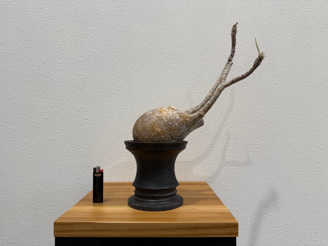 パキポディウム・グラキリス　池田佐一郎 鉢　2個セット