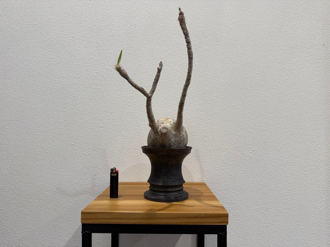 パキポディウム・グラキリス　池田佐一郎 鉢　2個セット