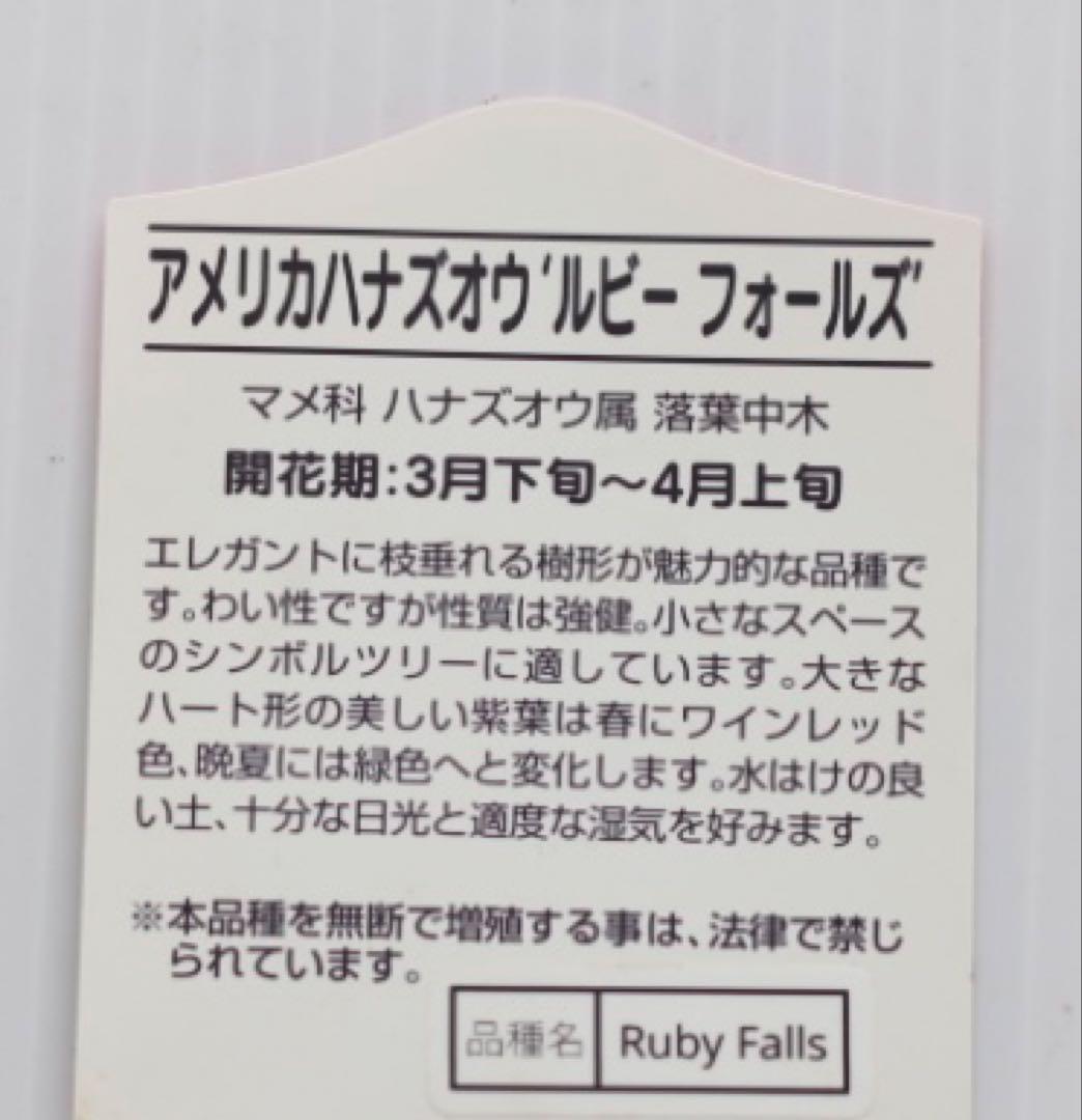 超希少✨アメリカハナズオウ 【ルビーフォールズ】大苗　鉢付き　現品発送