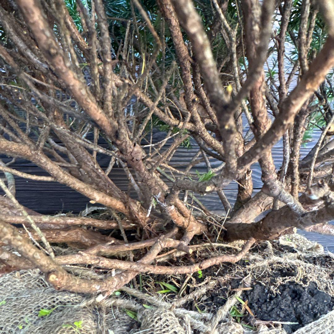 キンキャラ/大玉【現品発送】管理70740